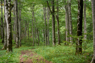 Forest trail scene. Woodland path