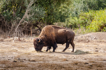Bison in the Wildlands Catalina Island California