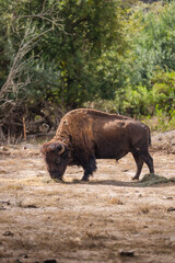 Fototapeta premium Bison in the Wildlands Catalina Island California
