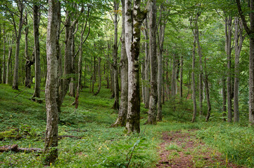 Obraz premium Forest trail scene. Woodland path