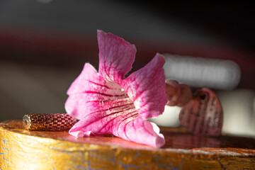 Colorful flowers with striking tones that stand out for their vividness and luminosity