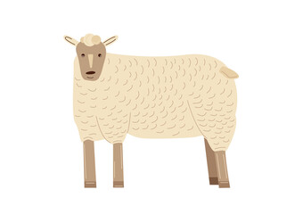 Vector farm animal, rustic domestic ram, sheep.Agricultural livestock in flat cartoon style isolated on white background.Childrens illustration