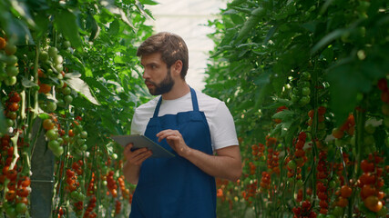 Man farmer checking technological tablet tomatoes production level on big farm