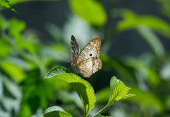 Butterfly Anartia jatrophae under leaves of the lemon balm (Lippia alba) in the city of Rio de Janeiro, Brazil.