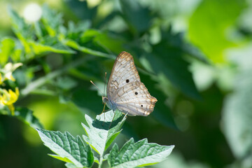Butterfly Anartia jatrophae under leaves of the cherry tomatoes (Solanum diploclonos) in the city of Rio de Janeiro, Brazil.