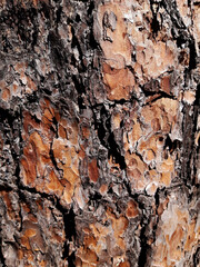 Close-up vertical photograph of a relief tree bark