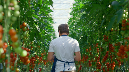 Agro business owner device monitoring tomatoes producing process in greenhouse