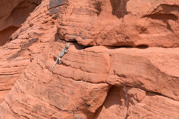 A big Chuckwalla lizard on the rock of Valley of Fire State Park, Nevada