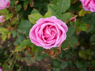 rose
