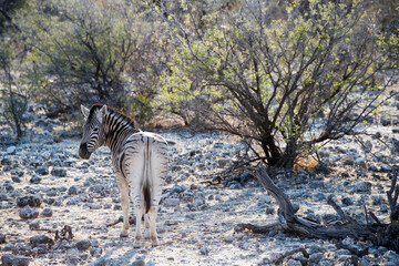 Obraz na płótnie Canvas Beautiful zebra close to some trees at Etosha National Park, Namibia