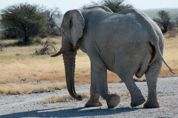 Fototapeta na wymiar Big african elephant crossing a road. Etosha National Park, Namibia