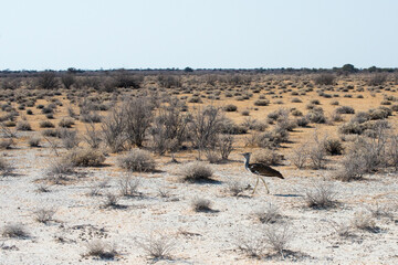 Beautiful kori bustard walking alone in Etosha National Park, Namibia