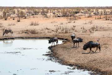 Herd of gnus drinking water in a pond  in Etosha National park. Namibia