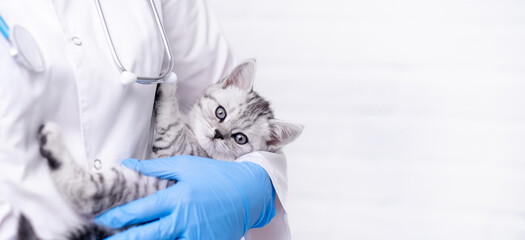 Banner Veterinarian doctor with small gray Scottish kitten in his arms in medical animal clinic....