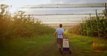 Farm worker look harvest crate in summer garden. Agronomist man walking in farm.