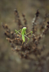 large green praying mantis close-up sitting on a dry brown plant in a field