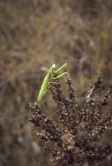 large green praying mantis close-up sitting on a dry brown plant in a field