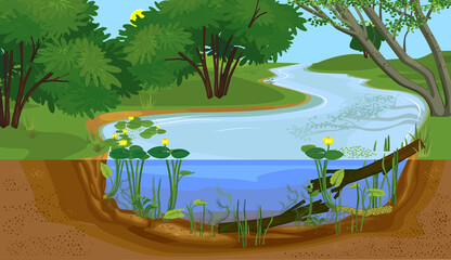Landscape with cross-section of river. Freshwater river biotope with Yellow water-lily (Nuphar lutea) plants and driftwood in water - obrazy, fototapety, plakaty