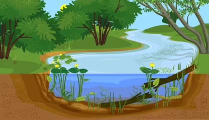 Fotobehang Landscape with cross-section of river. Freshwater river biotope with Yellow water-lily (Nuphar lutea) plants and driftwood in water © Kazakova Maryia