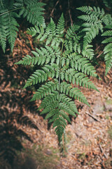 fern grows in the forest