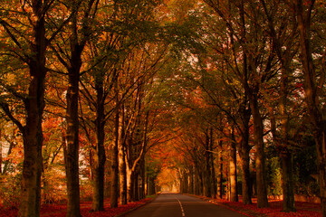 Fototapeta premium autumn colors in the city, road and trees photo made 5 november in Weert the Netherlands