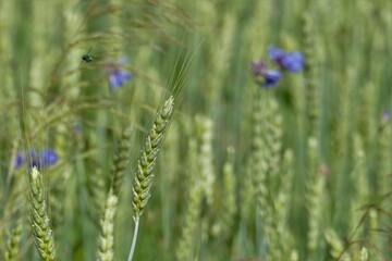 Fototapeta premium Grünes Gerstenfeld mit einzelnen blauen Kornblumen