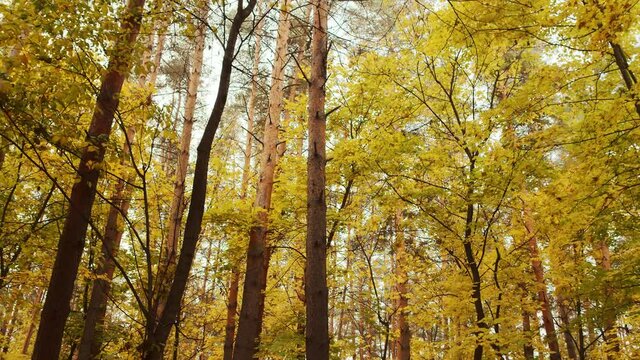 Autumn landscape. Old trees covered with yellow and green leaves in the forest. The concept of nature. Forest lands at the beginning of the autumn season. High quality. 4k footage.