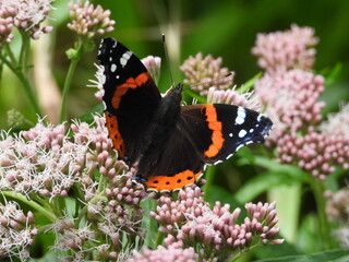 papillon