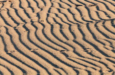 Sand ripple waves in the desert or on the beach on sunny day. Sandy desert abstract texture background at sunset. Windy day.