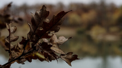 Autumn leaves at a river in Austria