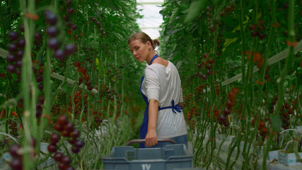 Cherry tomato plantation farming woman worker. Vegetables harvest growth concept