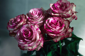 bouquet of pink roses in a morning light