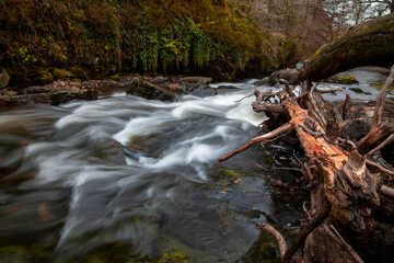 The fallen trees in the Tawe river