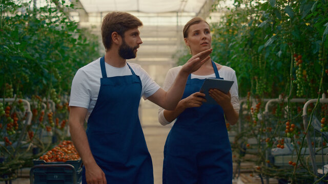 Agronom team inspecting tomato quality in greenhouse. Collecting data with tab.