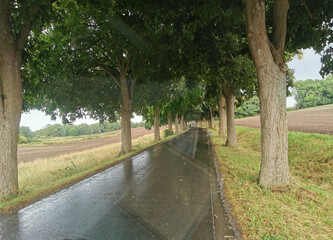 Auf der Allee, Landstraße, nach dem Regen.
