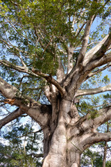 samaúma tree symbol of the amazon, Tree Day