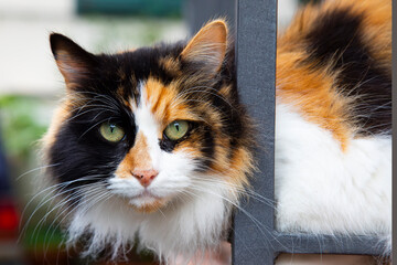 portrait of a three-colored cat that brings good luck in Italy