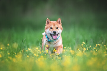 Cute Orange shiba inu dog breed pet photo portrait