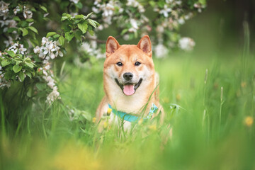 Cute Orange shiba inu dog breed pet photo portrait