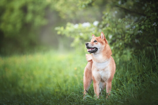 Cute Orange shiba inu dog breed pet photo portrait