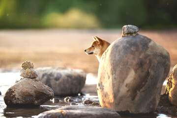 Cute Orange shiba inu dog breed pet photo portrait