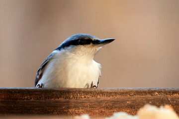 Common nuthatch. Nuthatch sits on the edge of the feeder. Botanical Garden, Moscow, Russia.