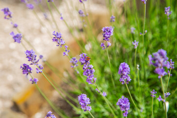 Lavender flowers are bright purple in close-up, in the background. . High quality photo