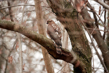 Feathered hunter falcon on a tree branch. Botanical Garden, Moscow, Russia.