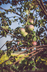 Beautiful, ripe, tasty apples on a tree branch in summer at sunset. Stylish, toned photo.