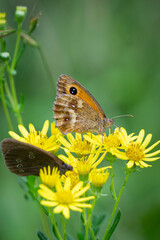 Obraz premium Meadow brown and ringlet butterflies on yellow flowers