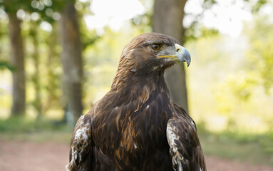 A Golden Eagle hunting in a park in Alberta Canada