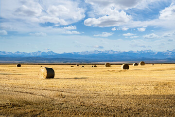 Round hay bales on the Alberta prairies with the Canadian Rocky mountains background
