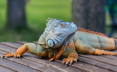 Iguana. Common iguana, or green iguana. Male iguana