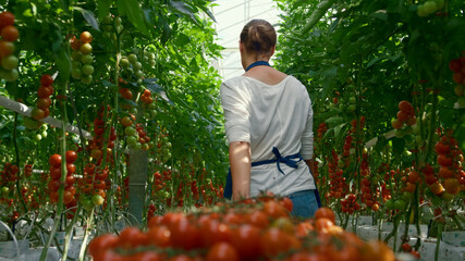 Farmer cherry tomato harvest plantation industry. Agro natural vitamin nutrition